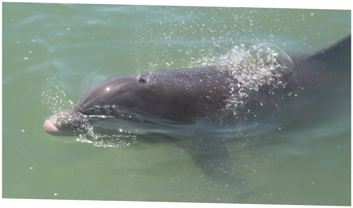 6d018059e6593e6f0d2f3b5d4c35e4c2 an animal swimming in the water