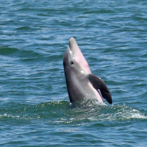 a dolphin jumping out of the water