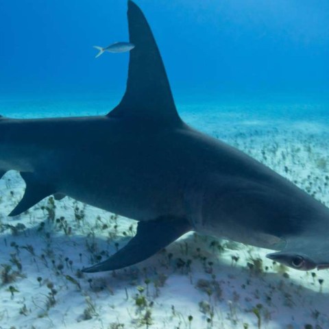 a shark in the water