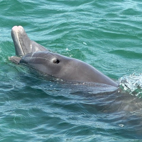 a dolphin swimming in the water