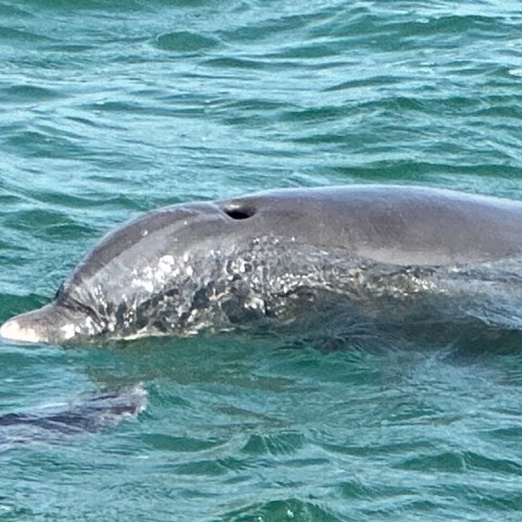 an animal swimming in the water