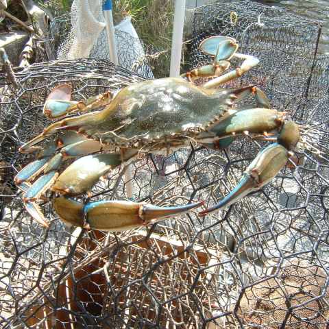 a close up of an animal