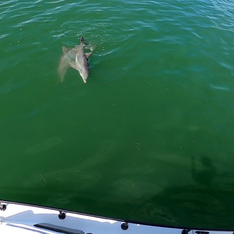 a person swimming in a body of water