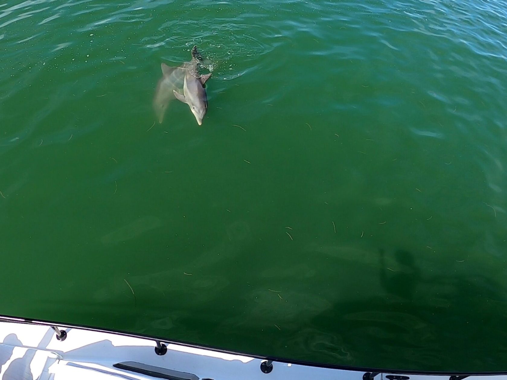 a person swimming in a body of water