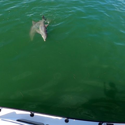 a person swimming in a body of water