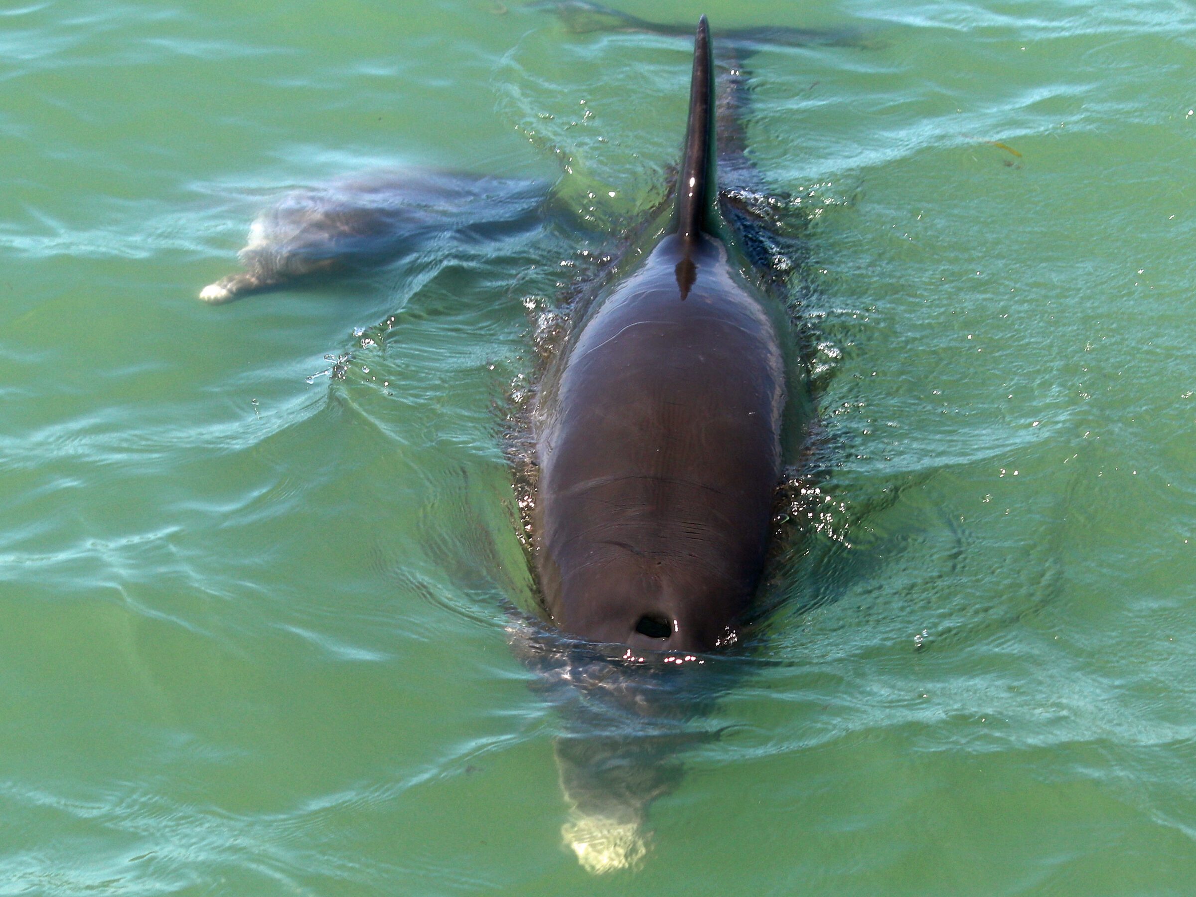 an animal swimming in the water