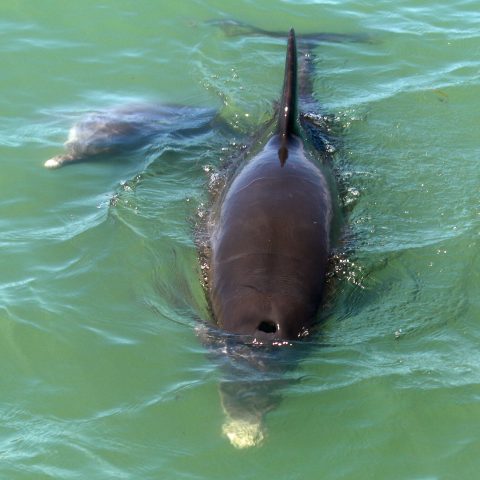 an animal swimming in the water