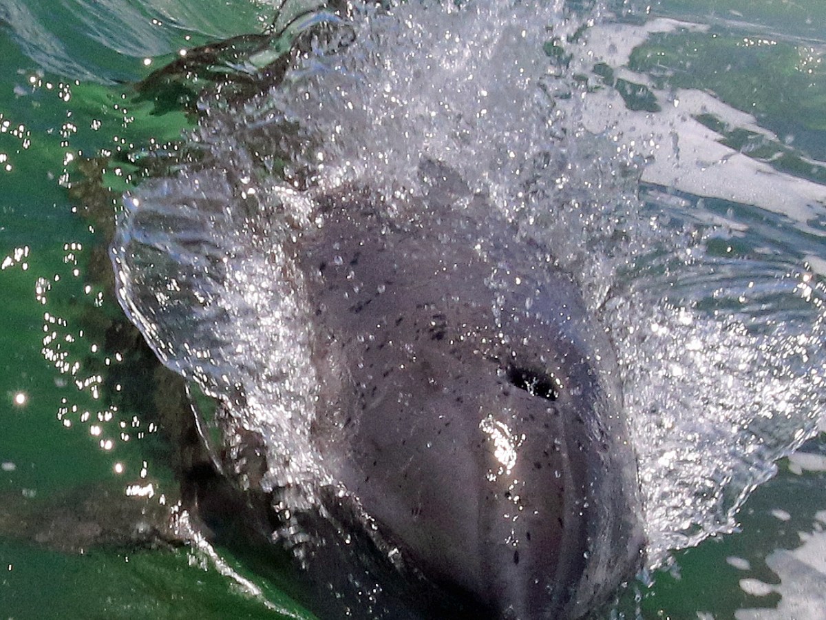 an animal swimming in the water