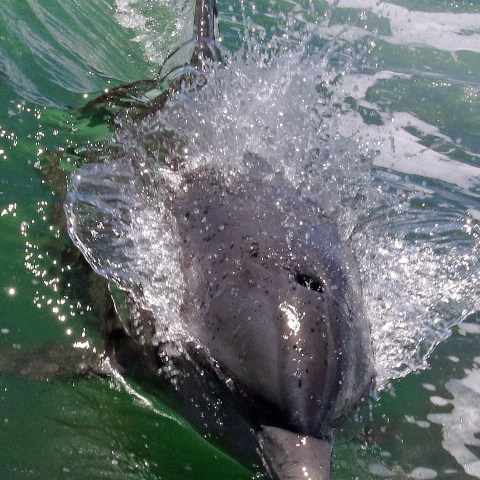 an animal swimming in the water